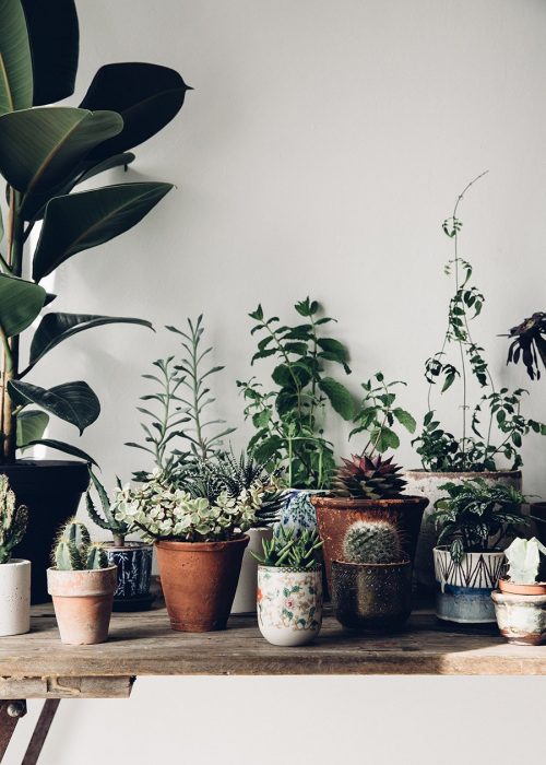 mesa con plantas en macetas 