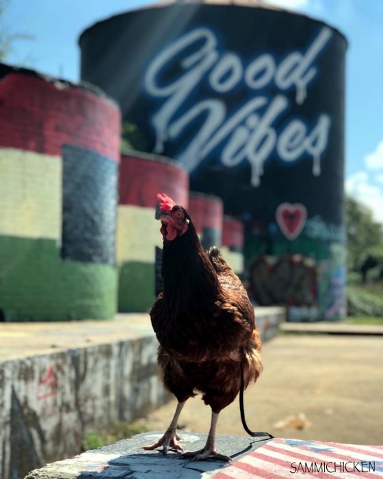 gallina cafe adelante de good vibes 