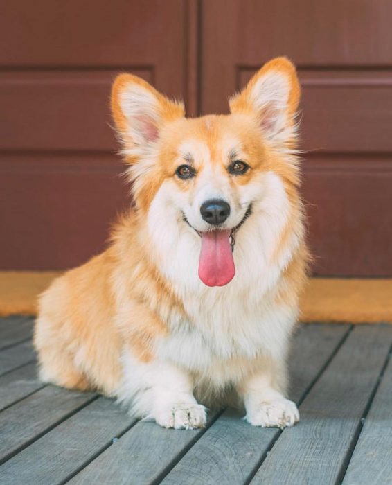 perro corgi sentado en un portico 