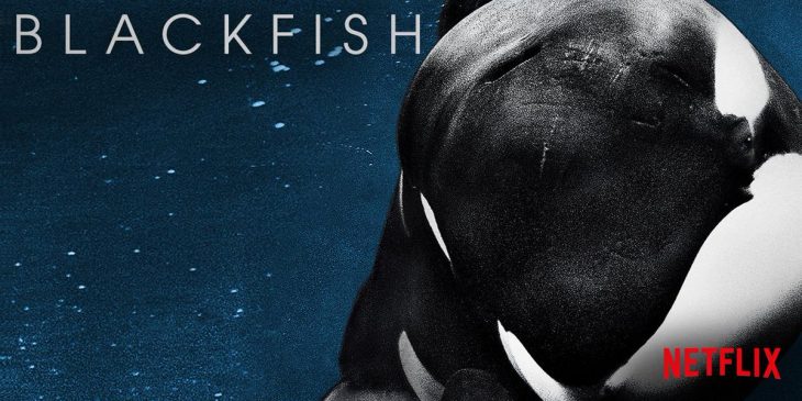 Documentales en Netflix que te darán escalofríos, Blackfish