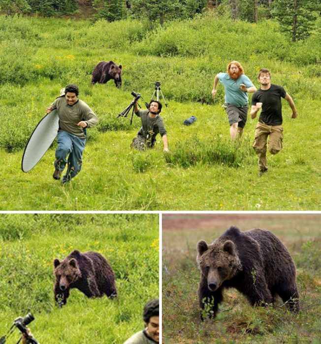 oso corriendo a través del bosque 