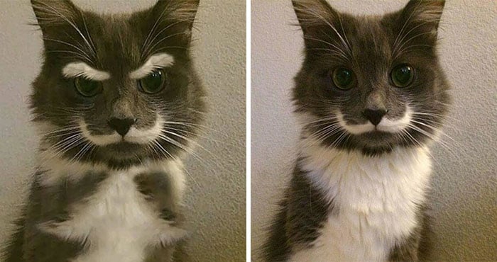 gato con bigote blanco 