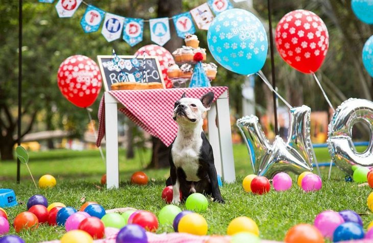 perro en sesion de fotos de cumpleaños