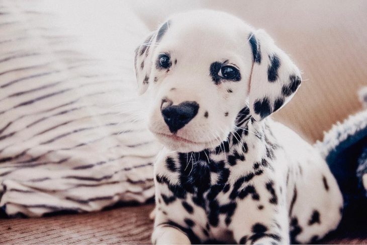 Perro dálmata con mancha en forma de corazón en la nariz con besos pintados en la cara