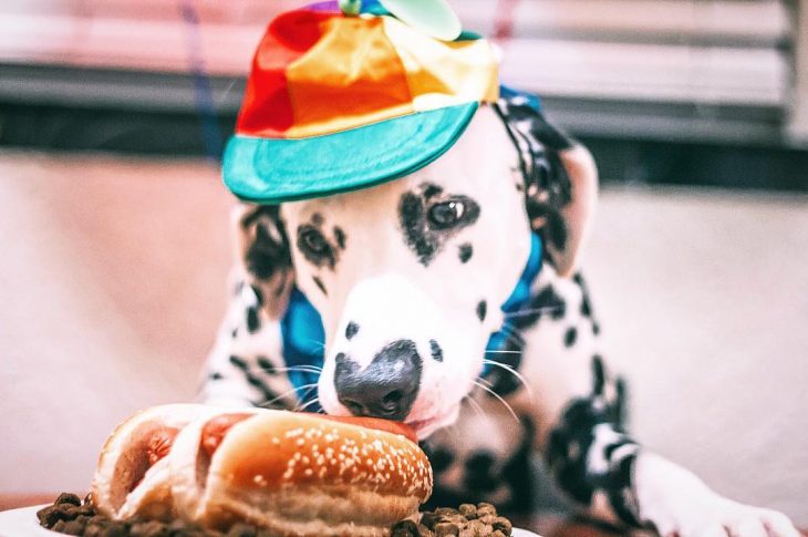 Perro dálmata con mancha en forma de corazón en la nariz con un gorro y un hotdog