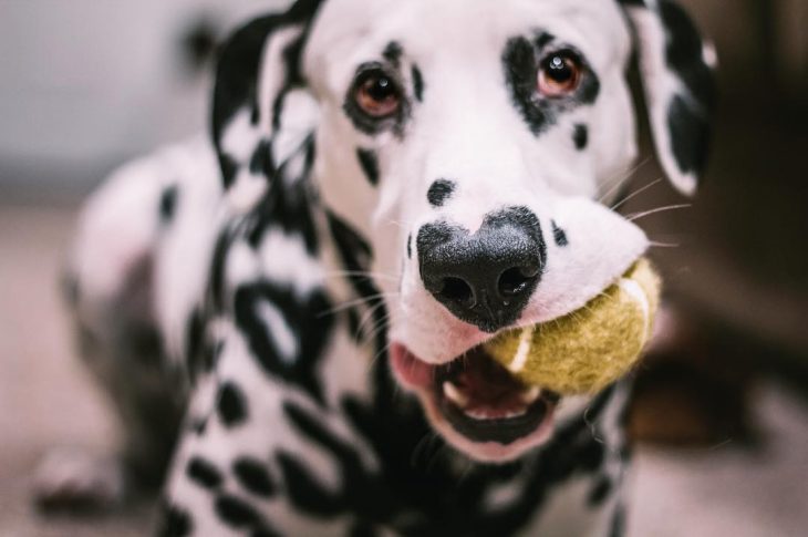 Perro dálmata con mancha en forma de corazón en la nariz con una pelota de tenis