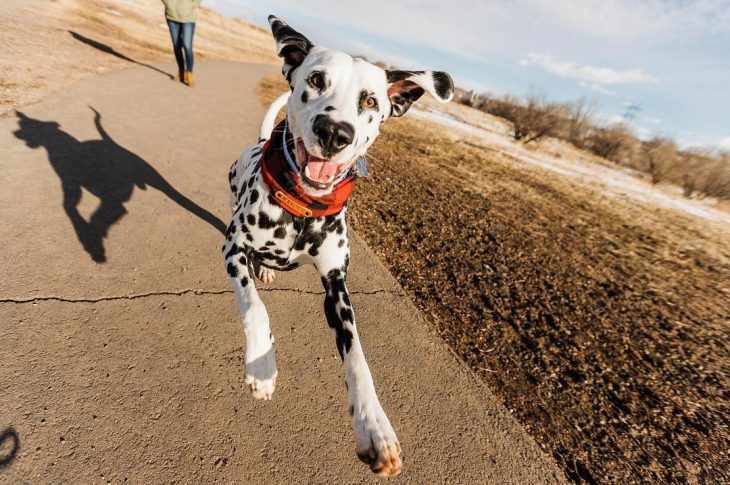 Perro dálmata con mancha en forma de corazón en la nariz corriendo