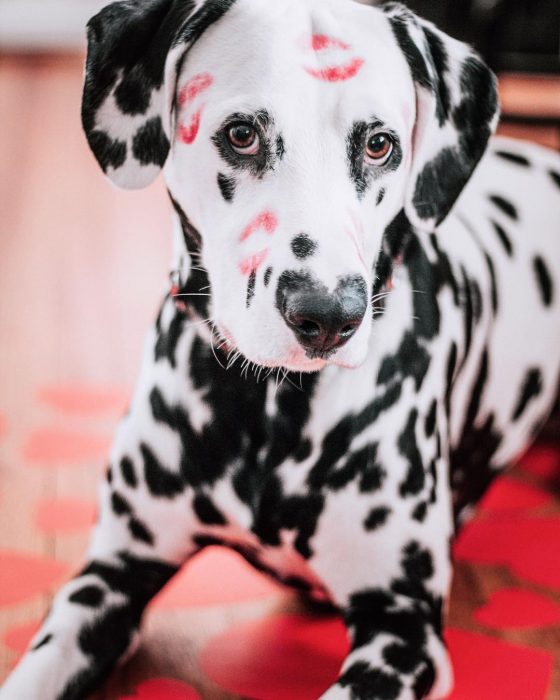 Perro dálmata con mancha en forma de corazón en la nariz con besos pintados en la cara