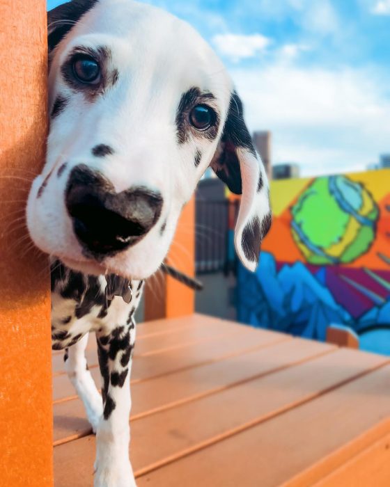 Perro dálmata con mancha en forma de corazón en la nariz con besos pintados en la cara