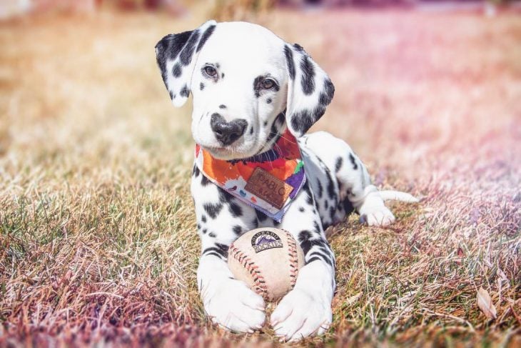 Perro dálmata con mancha en forma de corazón en la nariz con bola de baseball