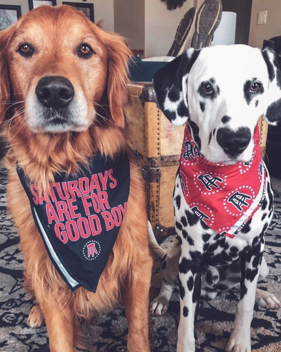 Perro dálmata con mancha en forma de corazón en la nariz con un perro golden retriever café