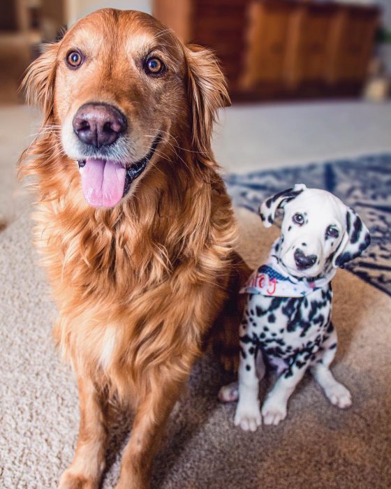 Perro dálmata con mancha en forma de corazón en la nariz con un perro golden retriever café