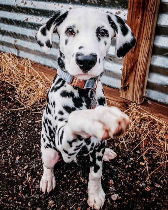 Perro dálmata con mancha en forma de corazón en la nariz dando la pata