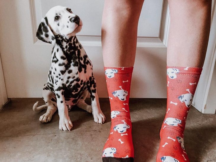 Perro dálmata con mancha en forma de corazón en la nariz con besos pintados en la cara