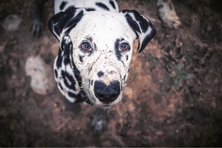 Perro dálmata con mancha en forma de corazón en la nariz lleno de lodo