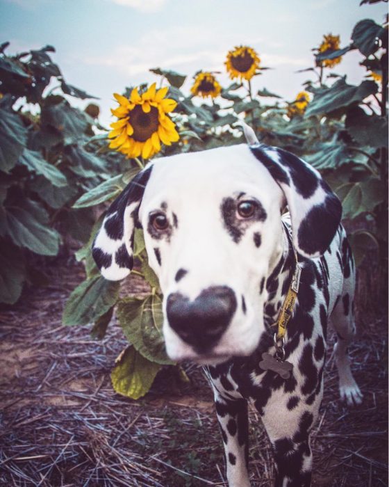 Perro dálmata con mancha en forma de corazón en la nariz en un campo de girasoles