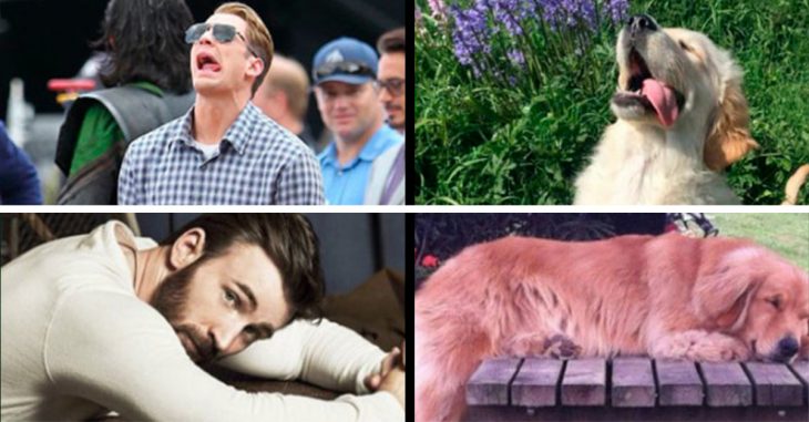 Esta cuenta de Twitter compara a Chris Evans con un Golden Retriever y es adorable