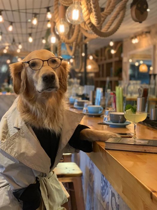 Perro labrador fotografiado en diferentes situaciones 