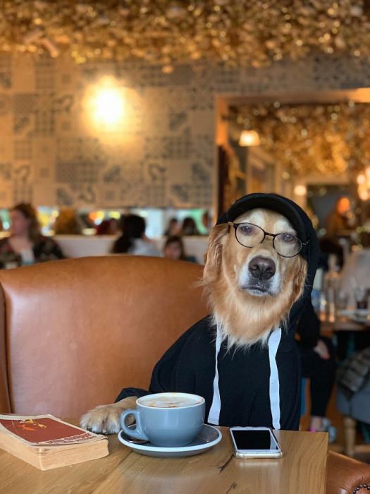 Perro labrador fotografiado en diferentes situaciones 