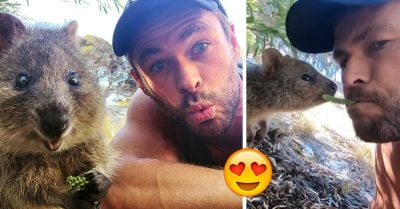 Chris Hemsworth alimenta a un quokka y y se convierte en el hombre más lindo del mundo