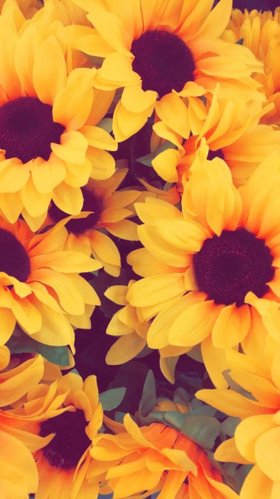 Fondo de pantalla de celular que tiene girasoles enormes y hermosos 