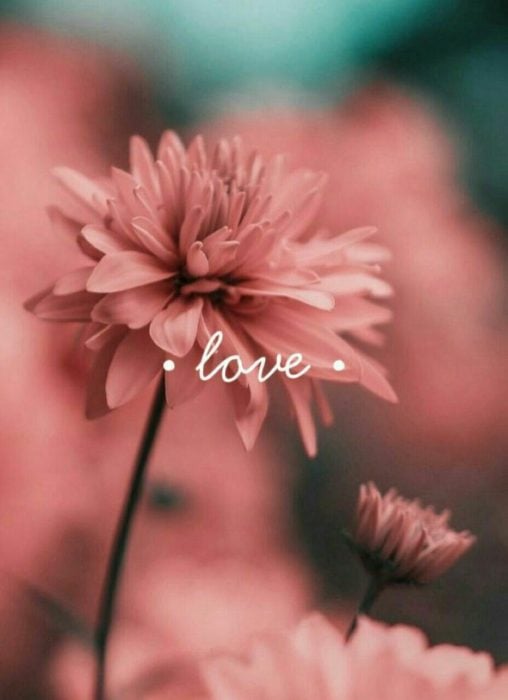 Fondo de pantalla de celular que tiene una flor color rosa con la palabra love escrita 