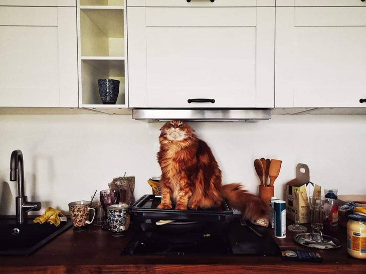 gato sentado en un comal de cocina