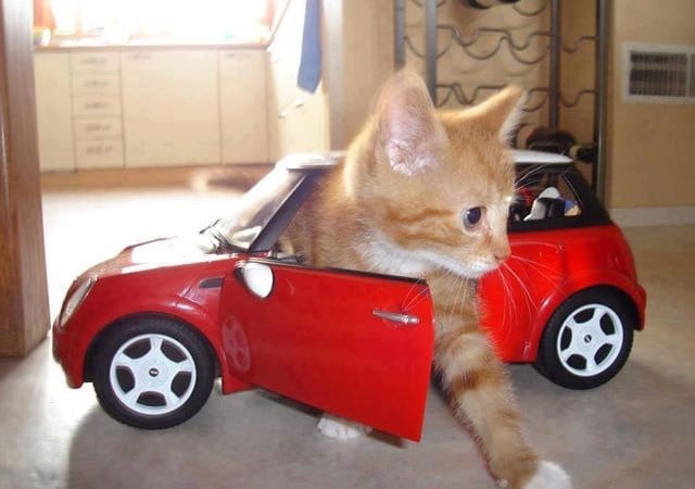 Gato sobre un coche 