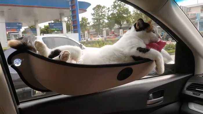 Gato sentado en un automovil
