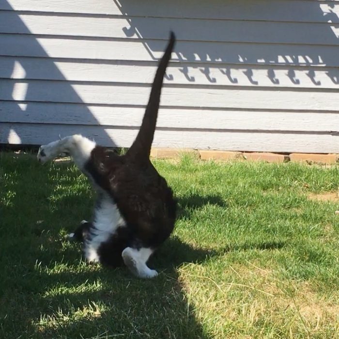 Gato estirado haciendo yoga 