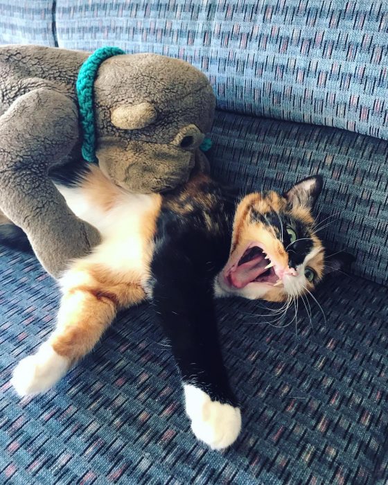 gato luchando con un peluche 