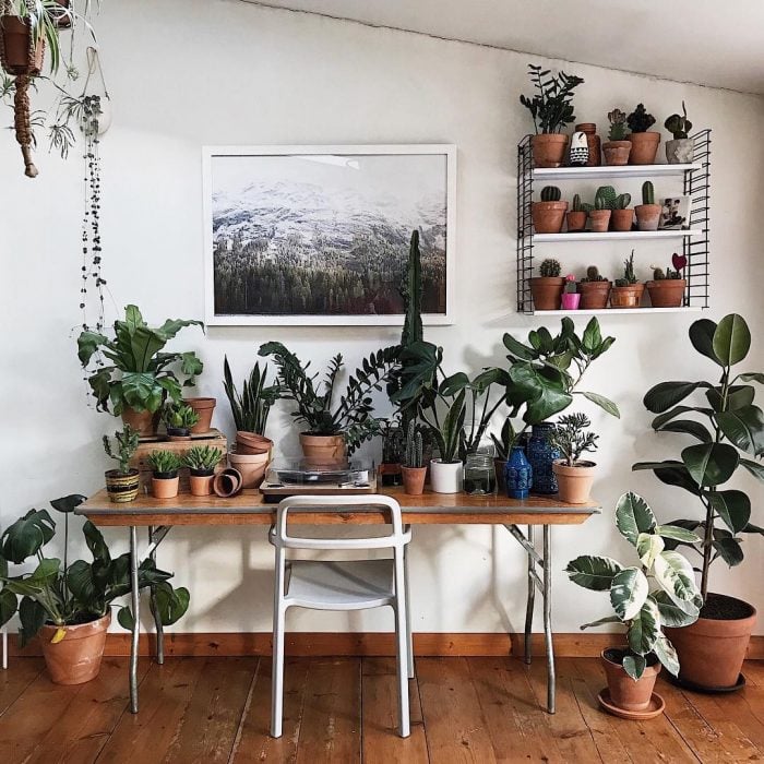 Habitación decorada con plantas de diferentes tipos que están distribuidas entre el escritorio, la pared y el suelo 