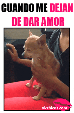 GIF: "Cuando me dejan de dar amor". Mujer acariciando a su perrito chihuahua 