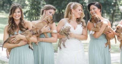 Damas de honor cambian sus ramos de flores por cachorros sin hogar