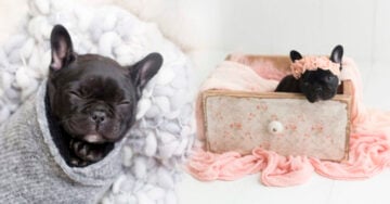 Este cachorro tuvo la mejor sesión de fotos por su nacimiento y es adorable