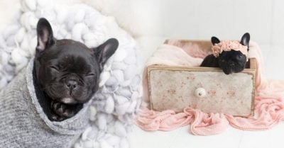 Este cachorro tuvo la mejor sesión de fotos por su nacimiento y es adorable