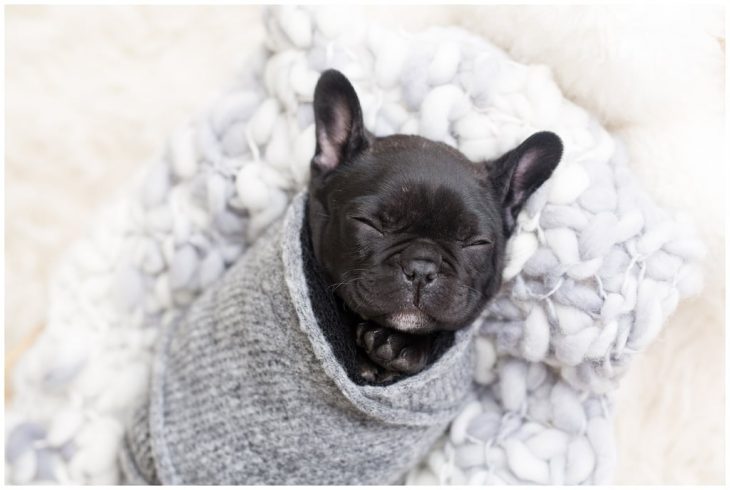 Bulldog francés color negro, envuelto en una cobija de estambre gris, durante una sesión de fotos estilo newborn