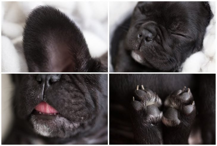 fotografías de Bulldog francés negro durante una sesión de fotos estilo newborn