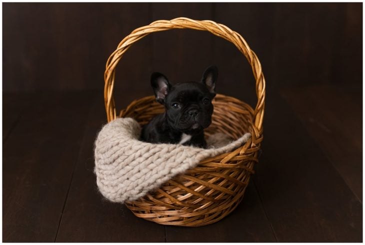 Bulldog francés negro dentro de una canasta de madera barnizada, durante una sesión de fotos estilo newborn