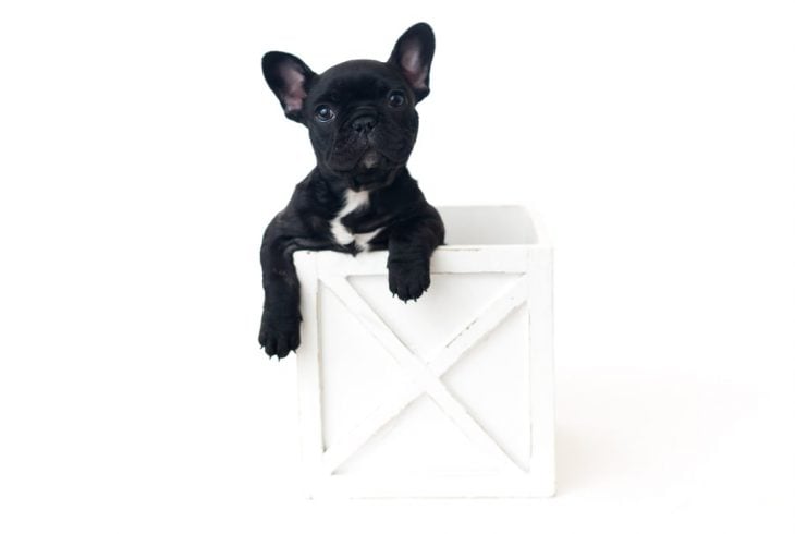 Bulldog francés negro, dentro de una caja de madera blanca, durante una sesión de fotos estilo newborn