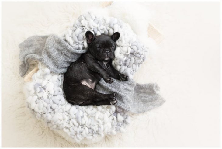 Bulldog francés negro, recostado sobre una cobija esponjosa color blanco, durante una sesión de fotos estilo newborn