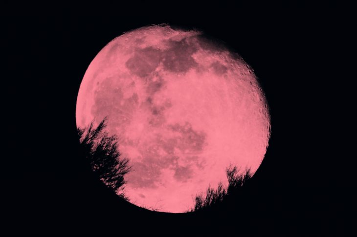 Fotografía de la Luna Rosa sobre un bosque lleno de arboles 