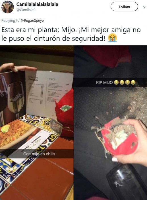 Hija pide a mamá que cuide sus plantas suculentas y se vuelve viral en Twitter