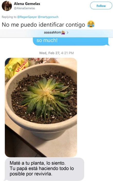 Hija pide a mamá que cuide sus plantas suculentas y se vuelve viral en Twitter