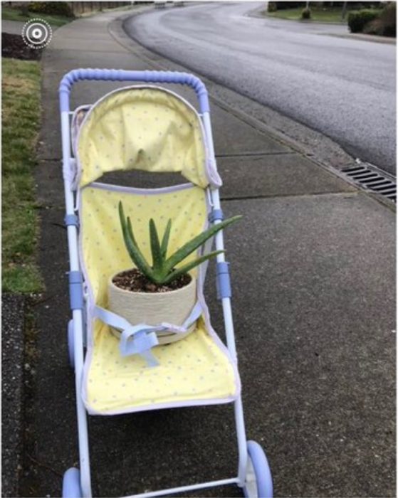 Hija pide a mamá que cuide sus plantas, sábila en maceta blanca en una carriola amarilla con lila