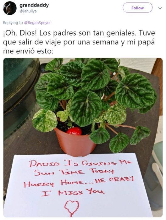 Hija pide a mamá que cuide sus plantas suculentas y se vuelve viral en Twitter