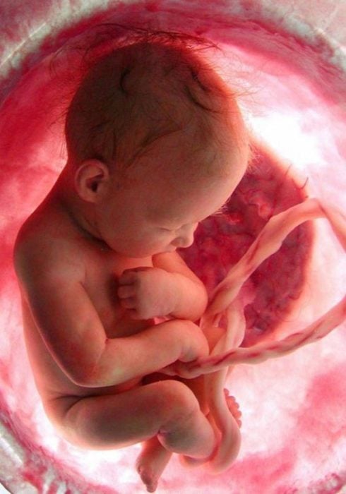 Bebé en el tercer trimestre de gestación dentro del vientre materno