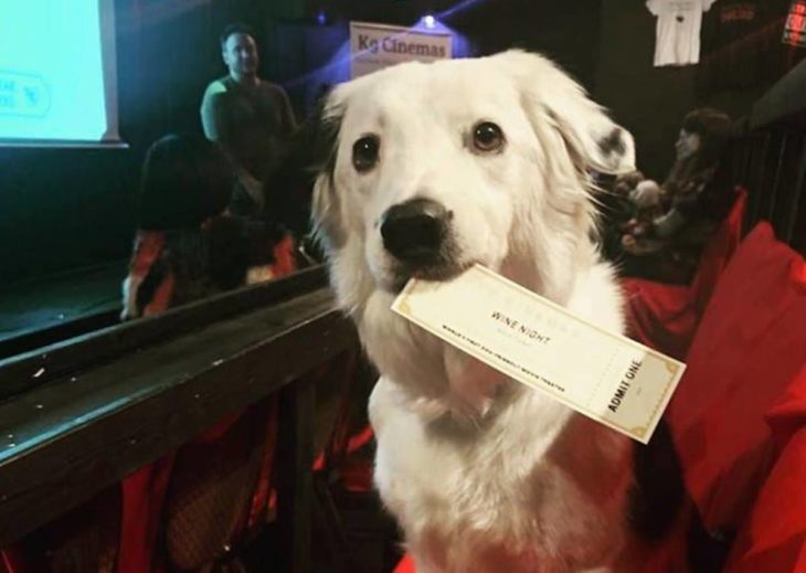 un perro en la sala de cine sostiene con su hocico el ticket de entrada