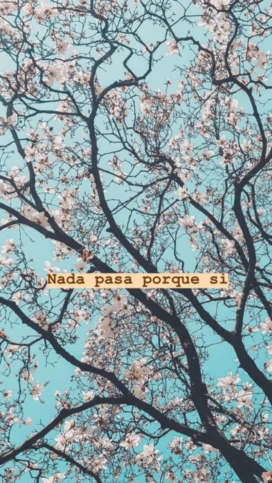 Fondo de pantalla de frases para celular; wallpaper de árbol de cerezo