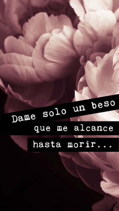 Fondo de pantalla de frases para celular; wallpaper de flor rosa